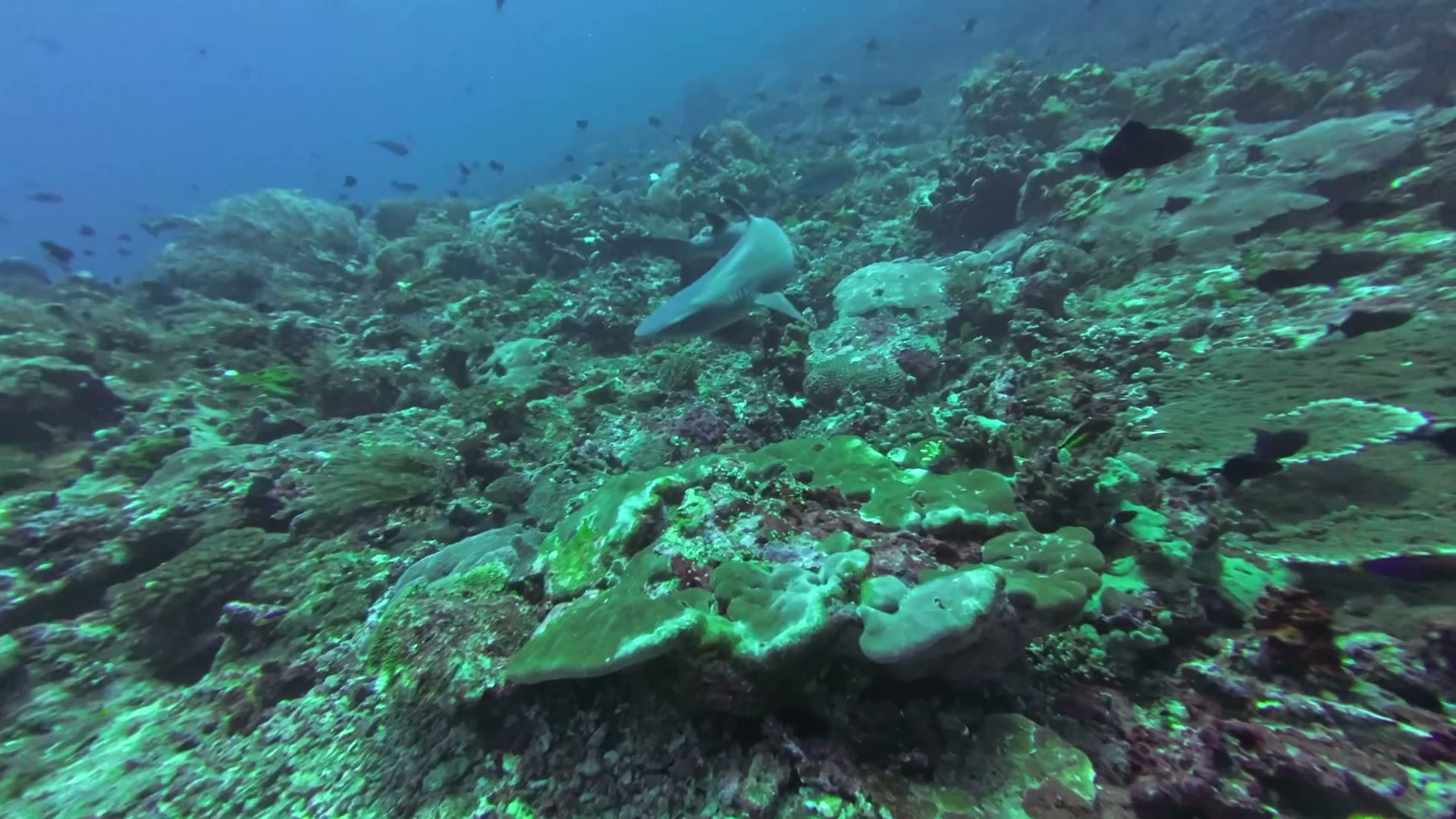 Technical diver exploring a wreck near Bira