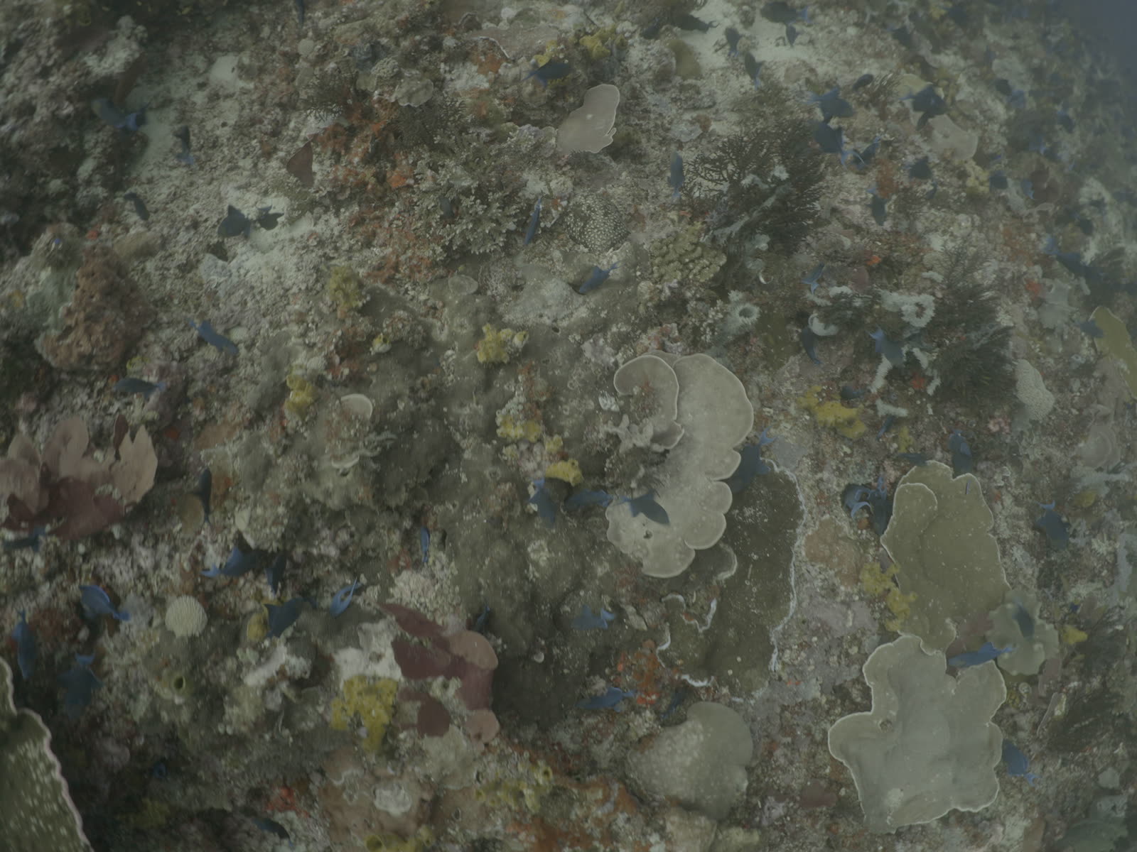 Coral wall in Tanjung Bira